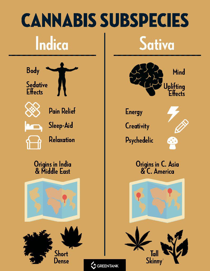 Compare Indica Sativa